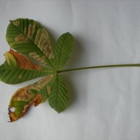 Horse Chestnut Leaf Miner